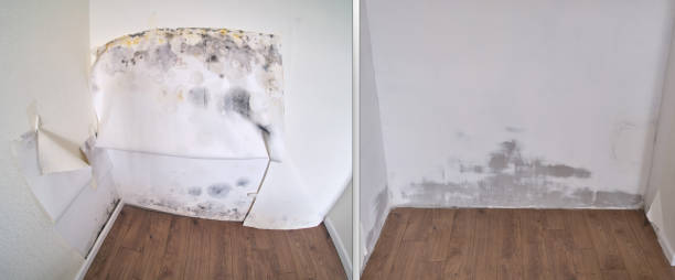 Best Certified Mold Removal  in Nicholasville, KY